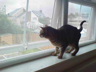 یک گربه بر روی پنجره قرار دارد و پنجره از روی صفحه حشرات گالوانیزه ساخته شده است.