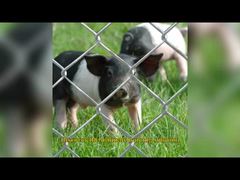 پارچه حصار زنجیره ای آمریكا 6 فوت × 8 فوت پانل های گشتگردی پیرامونی گالوانیزه GAW