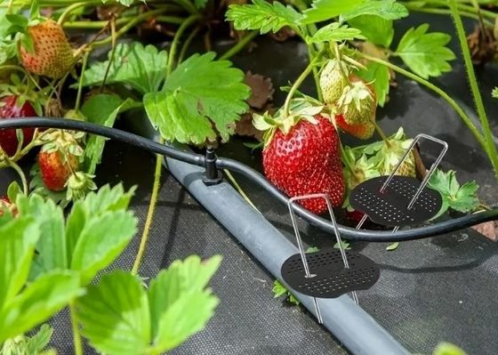 شبکه حشرات ثابت کردن پگ چمن محکم کردن SOD استیپل های گلواسی استیل باغ ناخن