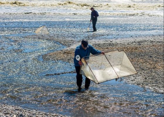 10meshx10mesh آلیاژ Whitebait Mesh برای تعمیر شبکه های Whitebait یا ساخت صفحه نمایش